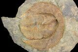 1.9" Orange Declivolithus Trilobite (Pos/Neg Split) Morocco - #92483-4